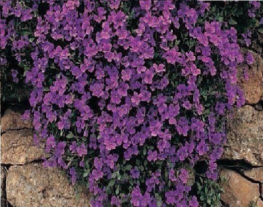 Aubrieta Deltoidea Royal Violet Seeds