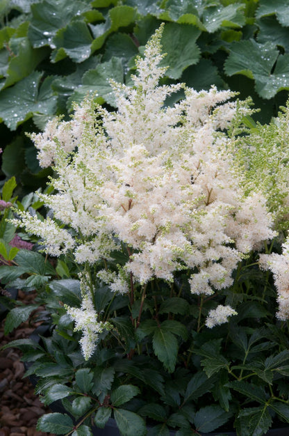 Astilbe Astary White Seeds