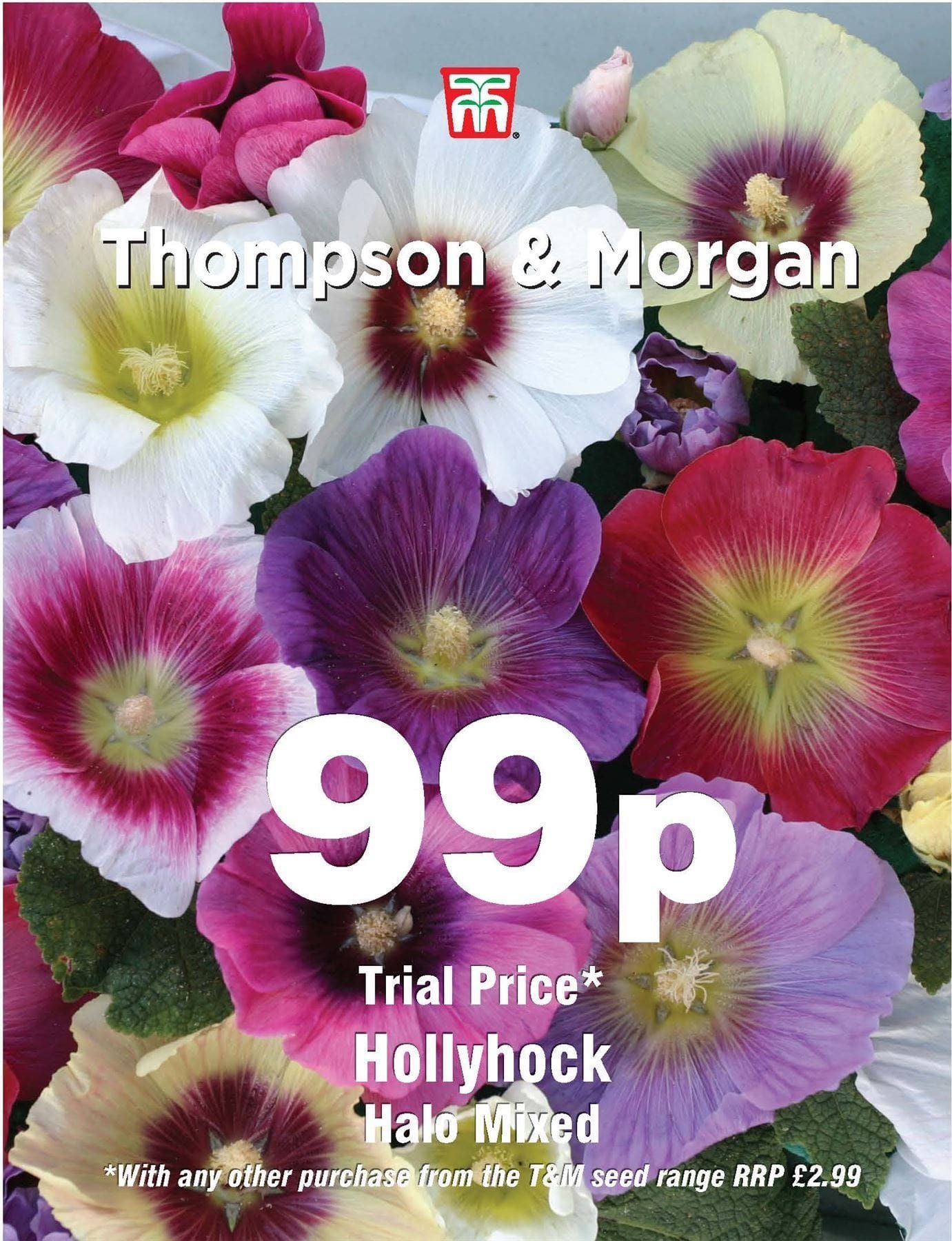 Thompson & Morgan - 99p Flower - Hollyhock - Halo Mixed - 25 Seeds