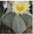 Cactus Astrophytum Myriostigma