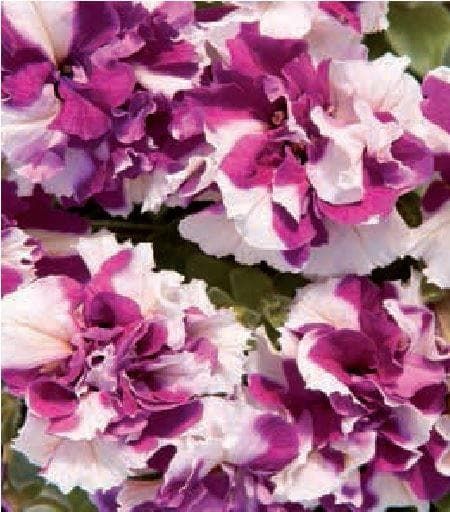 Petunia Double Pirouette Purple and White Seeds