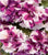Petunia Double Pirouette Purple and White