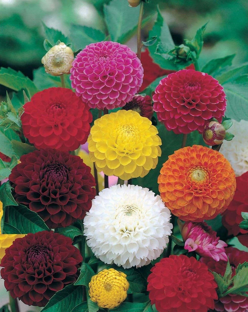 Mr Fothergills Dahlia Pompon Mixed 50 Seeds