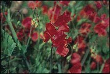 Sweet Pea Spencer Air Warden Seeds