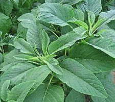 Salad Amaranth Green Giant Seeds