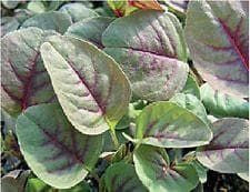 Salad Amaranth Tricolor Variegated Seeds