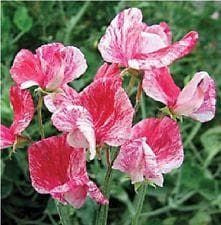 Sweet Pea Heirloom America Seeds