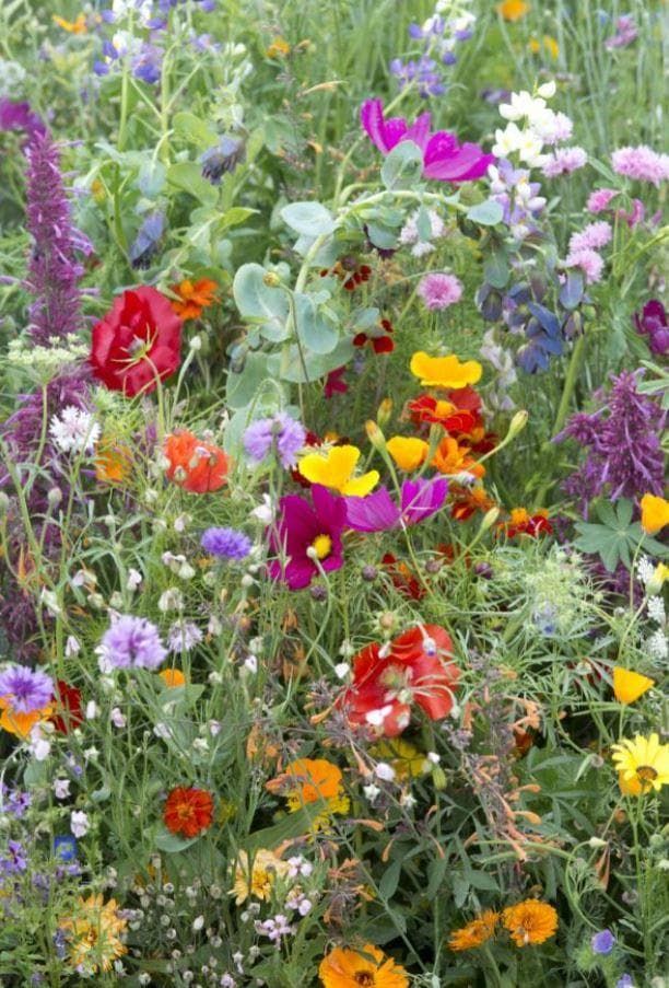 Annual Bee Flowering Mix Seeds