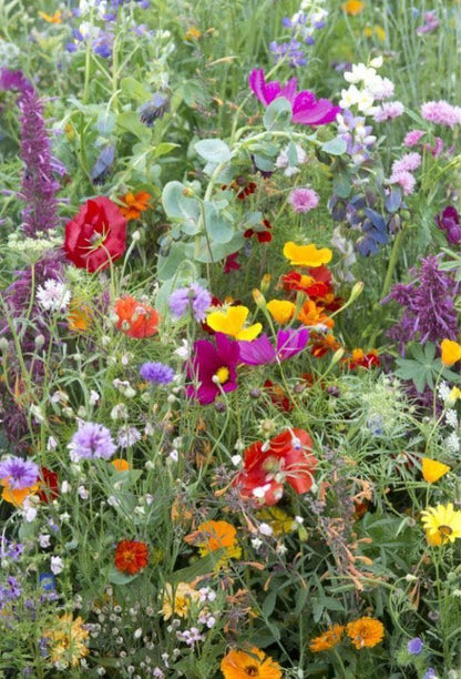 Annual Bee Flowering Mix Seeds