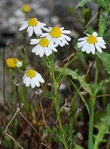 Wild Flower German Chamomile (Scented Mayweed) Matricaria recutita Seeds