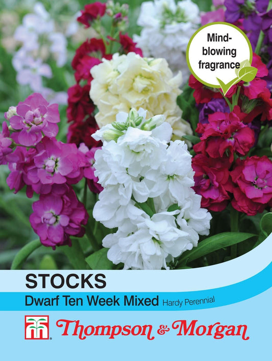 Thompson & Morgan Stocks Dwarf Ten Week Mixed 220 Seed