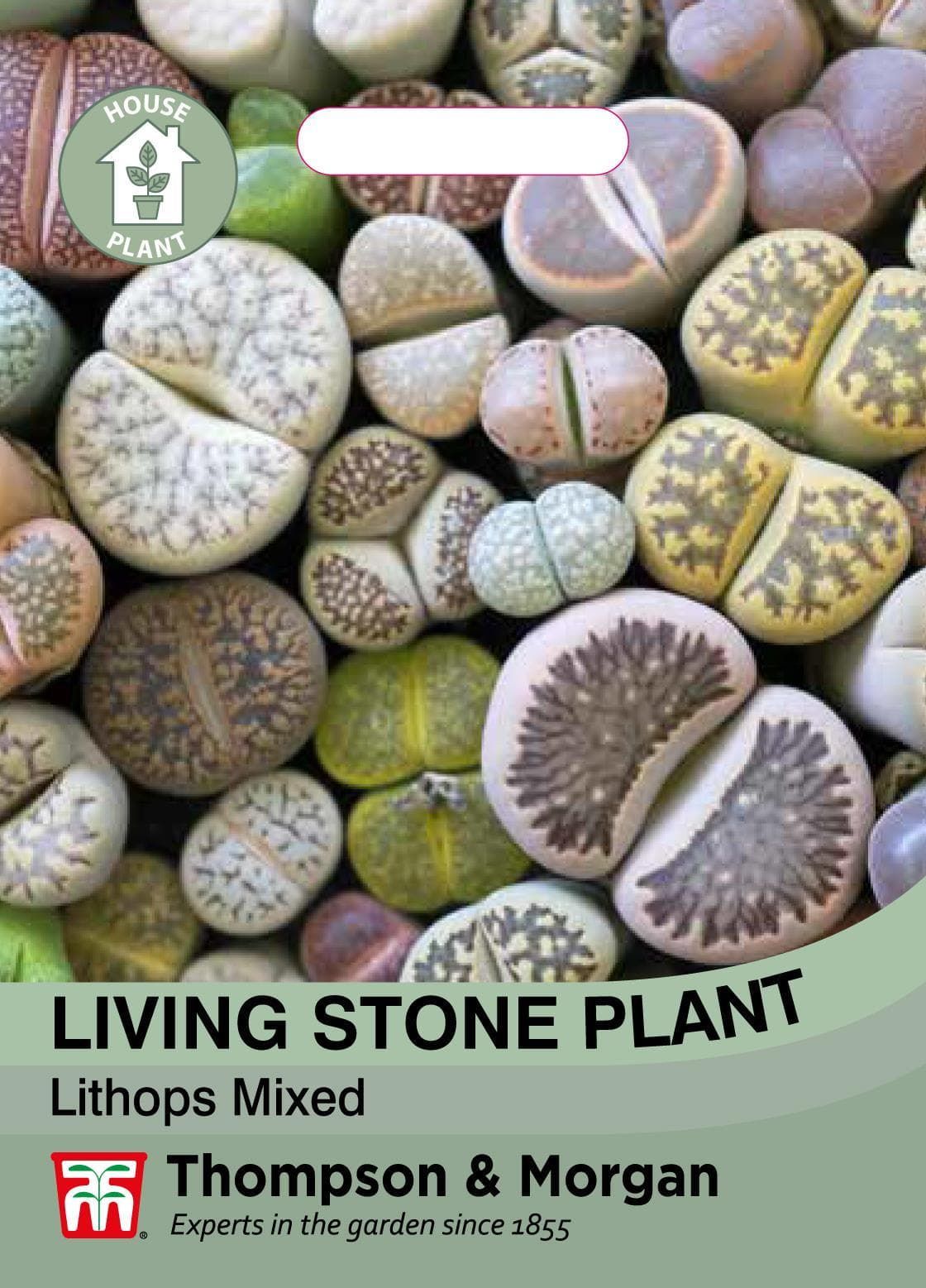 Thompson & Morgan House Plant - Living StoneÂ Plant - 6 Seeds