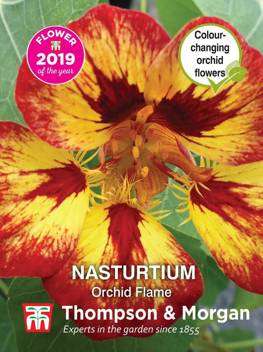 Thompson & Morgan - Flower - Nasturtium - Orchid Flame - 20 Seeds