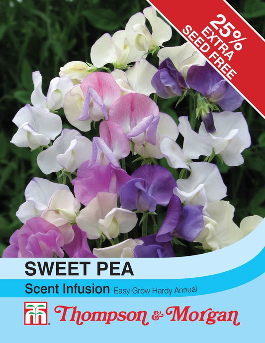 Thompson & Morgan - Flower - Sweet Pea - Scent Infusion - 25 Seeds