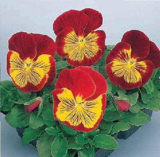Pansy Whiskers Red and Gold F1 Hybrid Seeds
