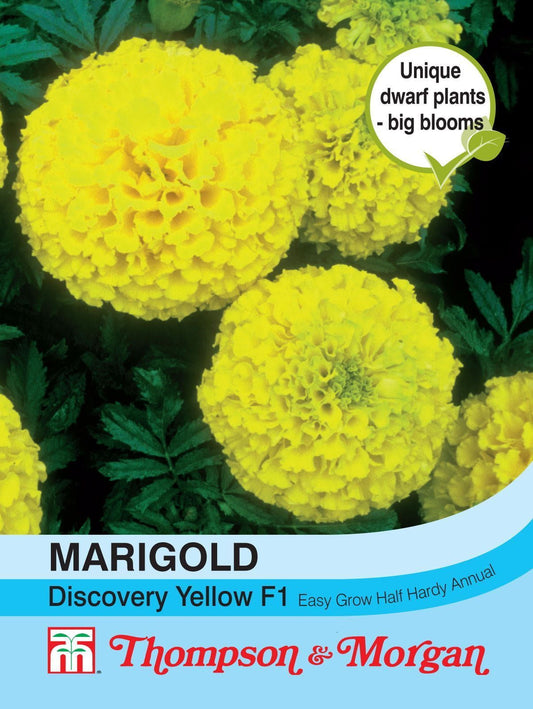 Thompson & Morgan African Marigold Discovery Yellow F1 Seed