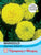 Thompson & Morgan Marigold Discovery Yellow F1 Hybrid (African) 20 Seed