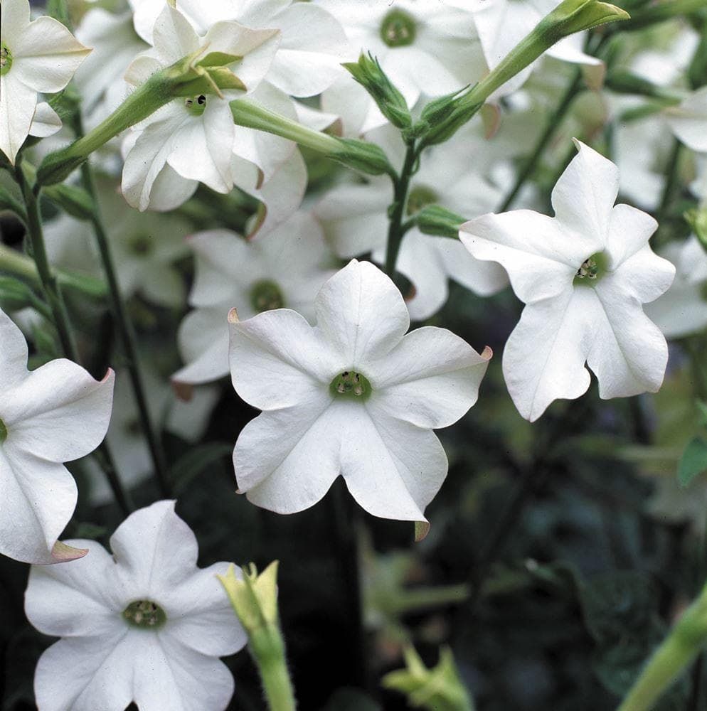 Nicotiana Perfume F1 Hybrid White Seeds