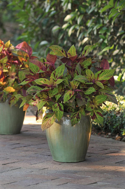 Coleus Mighty Mosaic Seeds (Reduced - Short life)