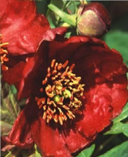 Paeonia delavayi Seeds
