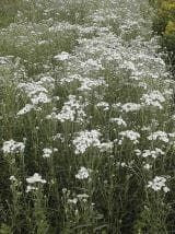 Wild Flower Sneezewort Achillea ptarmica Seeds