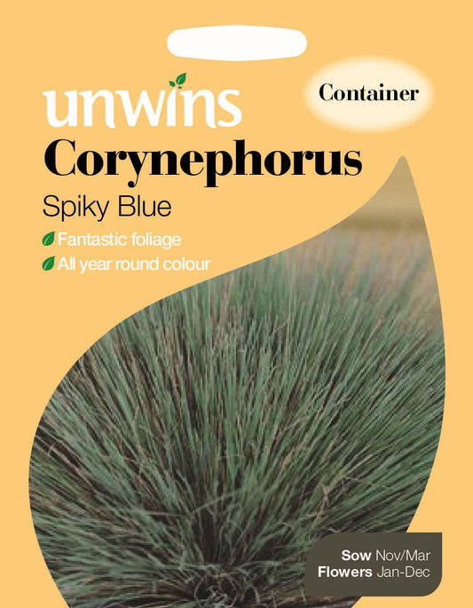 Unwins Corynephorus Spiky Blue (d) 20 Seeds