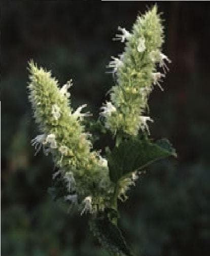 Agastache Foeniculum Liquorice White Seeds