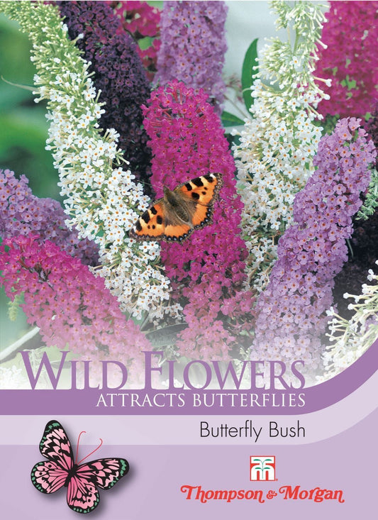 Thompson & Morgan Wild Flower Butterfly Bush 50 Seed