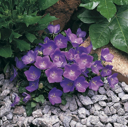 Campanula Clips Series Dark Blue Seeds