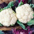 Cauliflower Snowball