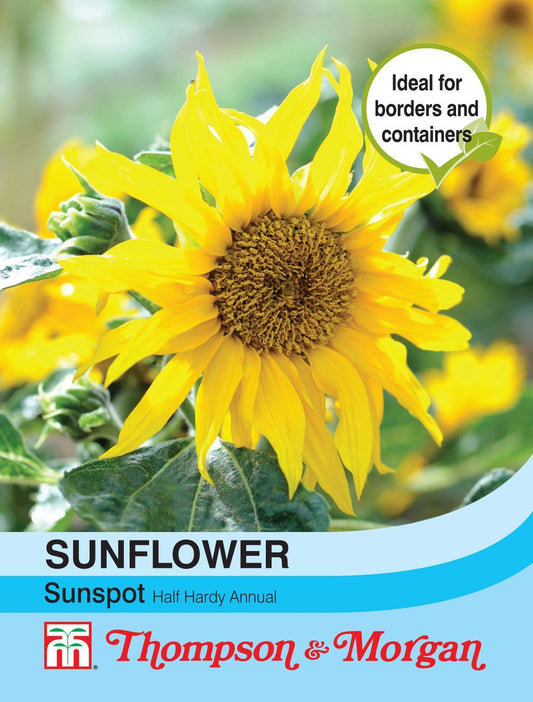 Thompson & Morgan Sunflower Sunspot 20 Seed