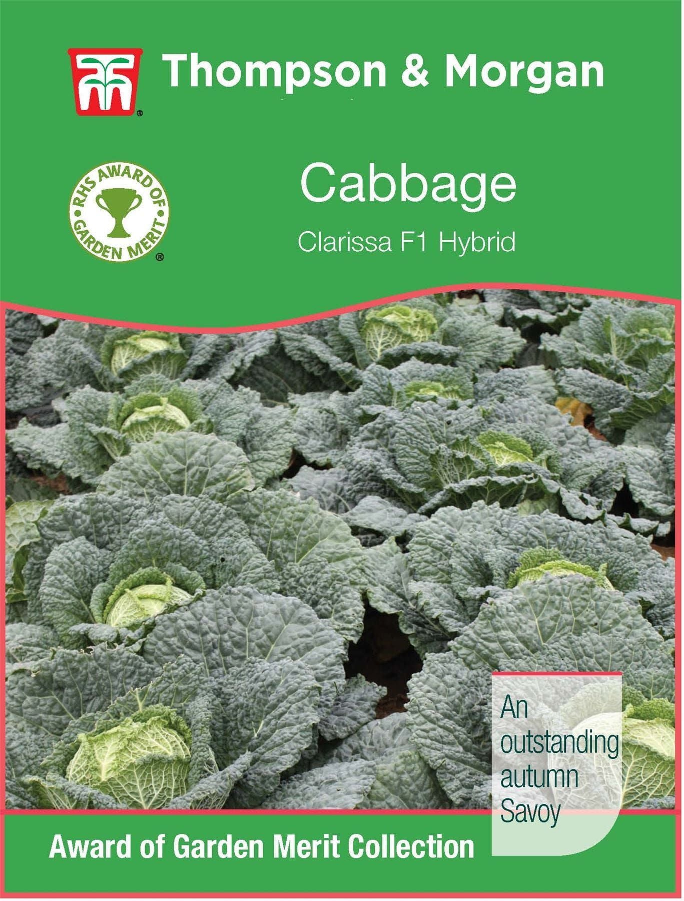Thompson & Morgan RHS Cabbage Savoy Clarissa F1 30 Seed