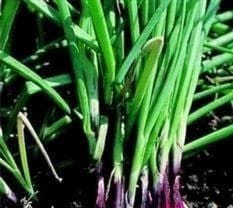 Spring Onion North Holland Bloodred Seeds
