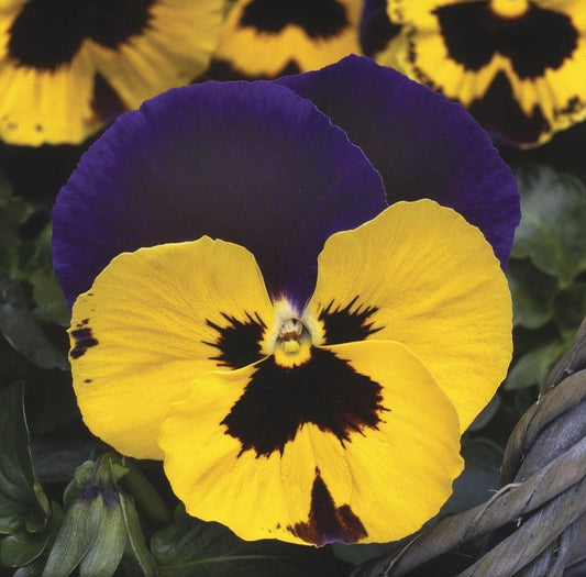 Pansy Mystique Purple and Yellow F1 Hybrid Seeds