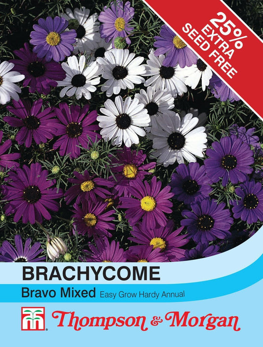Thompson & Morgan Brachycome Bravo 100 Seed