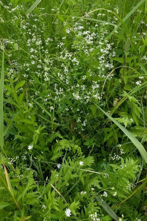 Wild Flower Marsh Bedstraw Galium palustre Seeds