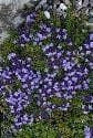 Thyme Purple Creeping Seeds