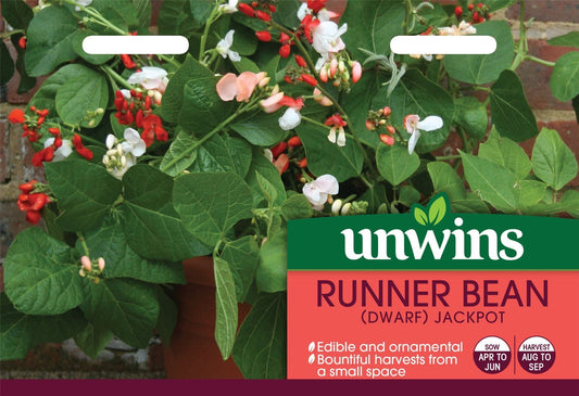 Unwins Runner Bean (Dwarf) Jackpot 30 Seeds
