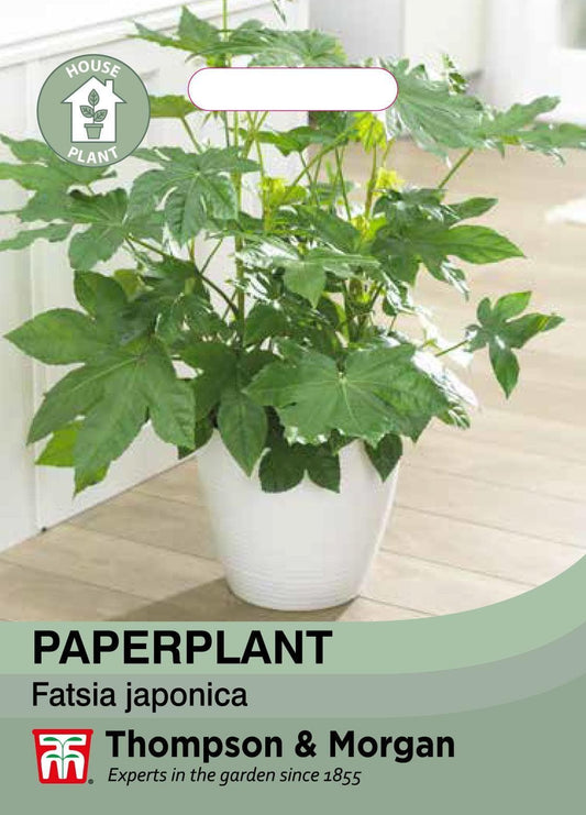 Thompson & Morgan House Plant - Paperplant False Castor Oil Plant - 20 Seeds