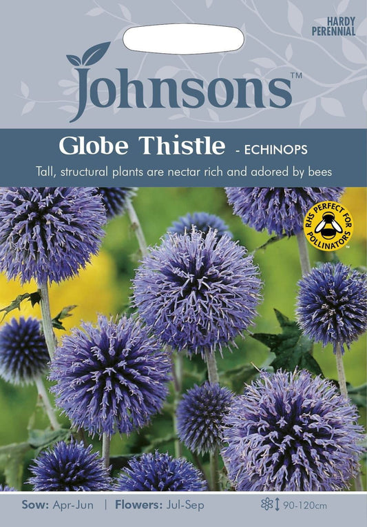 Johnsons Globe Thistle Echinops 50 Seeds