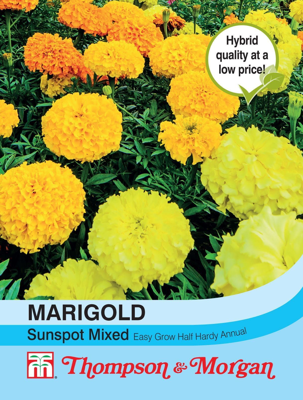 Thompson & Morgan Marigold Sunspot Mixed 100 Seed