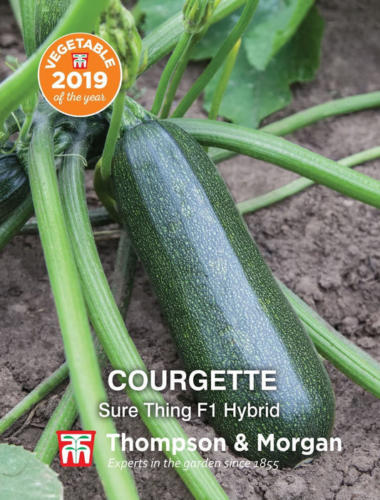 Thompson & Morgan - Vegetable - Courgette - Sure Thing (VEGETABLE OF THE YEAR) - 6 Seeds