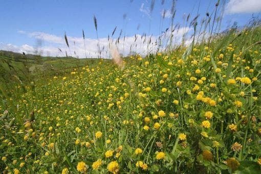 Wild Flower Black Medick Medicago lupulina Seeds