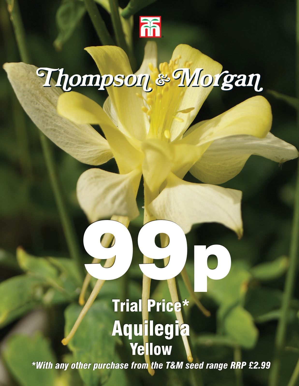 Thompson & Morgan - 99p Flower - Aquilegia - Yellow - 20 Seeds