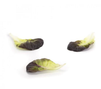 Lettuce Salanova MultiLeaf Butterhead Barlach RZ (79-246) Untreated Seeds