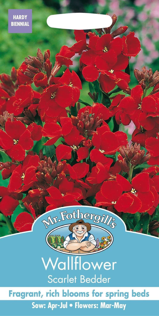 Mr Fothergills Wallflower Scarlet Bedder 500 Seeds