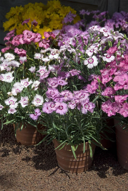 Dianthus Plumaris Sweetness Mixed Seeds