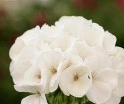 Geranium Sprint White F2 Seeds – Compact Bedding Variety