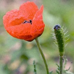 Wild Flower Prickly Poppy Papaver argemone Seeds