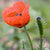 Wild Flower Prickly Poppy Papaver Argemone